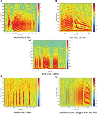 Fish Acoustic Detection Algorithm Research: a deep learning app for Caribbean grouper calls detection and call types classification